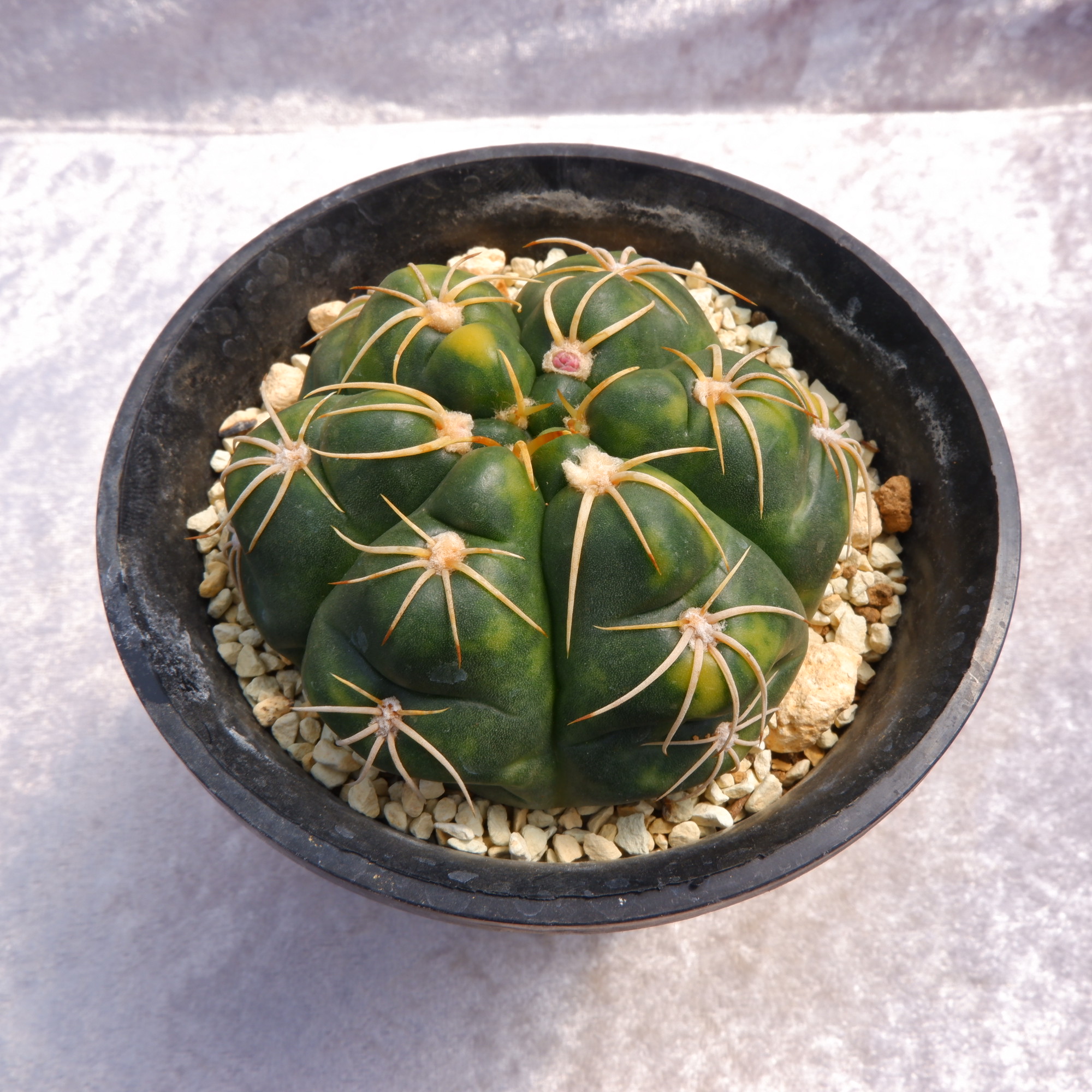 サボテンページ TRUNK GARDEN PLANTS MARKET | . TRUNK GARDEN PLANTS MARKET 柱